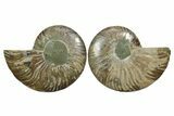 Cut & Polished, Agatized Ammonite Fossil - Madagascar #348987-1